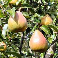 pear2.jpg