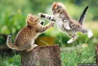 861_flying-cat-fight.jpg