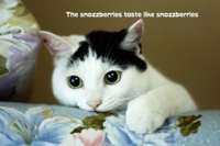 cat - snozzberries.jpg