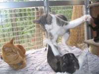 catfight7ky.jpg
