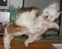 small_dog_fight.jpg