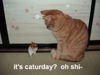 Fun_Cat_Caturday2.jpg