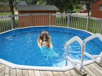 dog pool.jpg