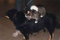 dog_cat_rat022208a.jpg