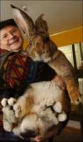 070108bigbunny.jpg