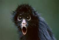 black-spider-monkey.jpg