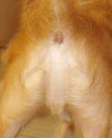dog_jesus_01.jpg