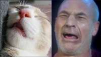 picardcat.jpg