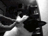 1129843110382.gif