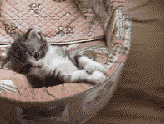1130071446397.gif