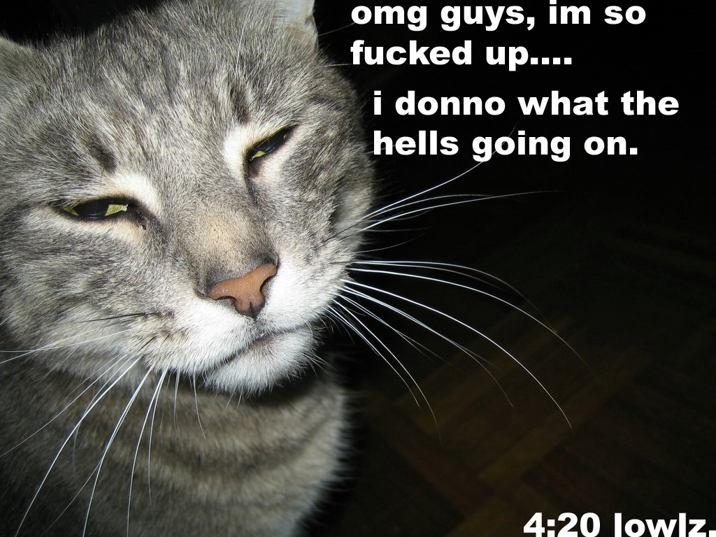 420cat.jpg