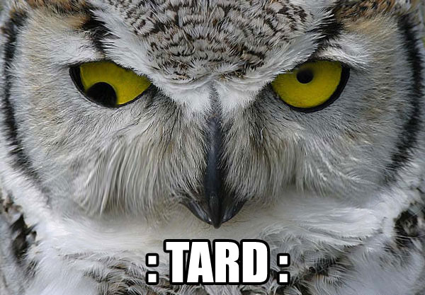 Owl-Tard.jpg