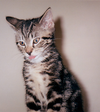 cat-tongue.jpg