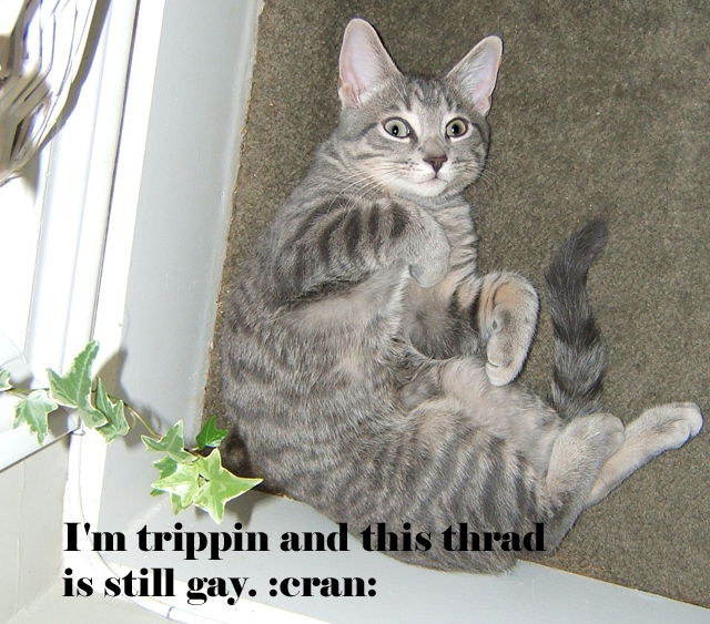 whatswrongwithkitty copy.jpg