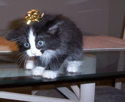 1103132614203.gif