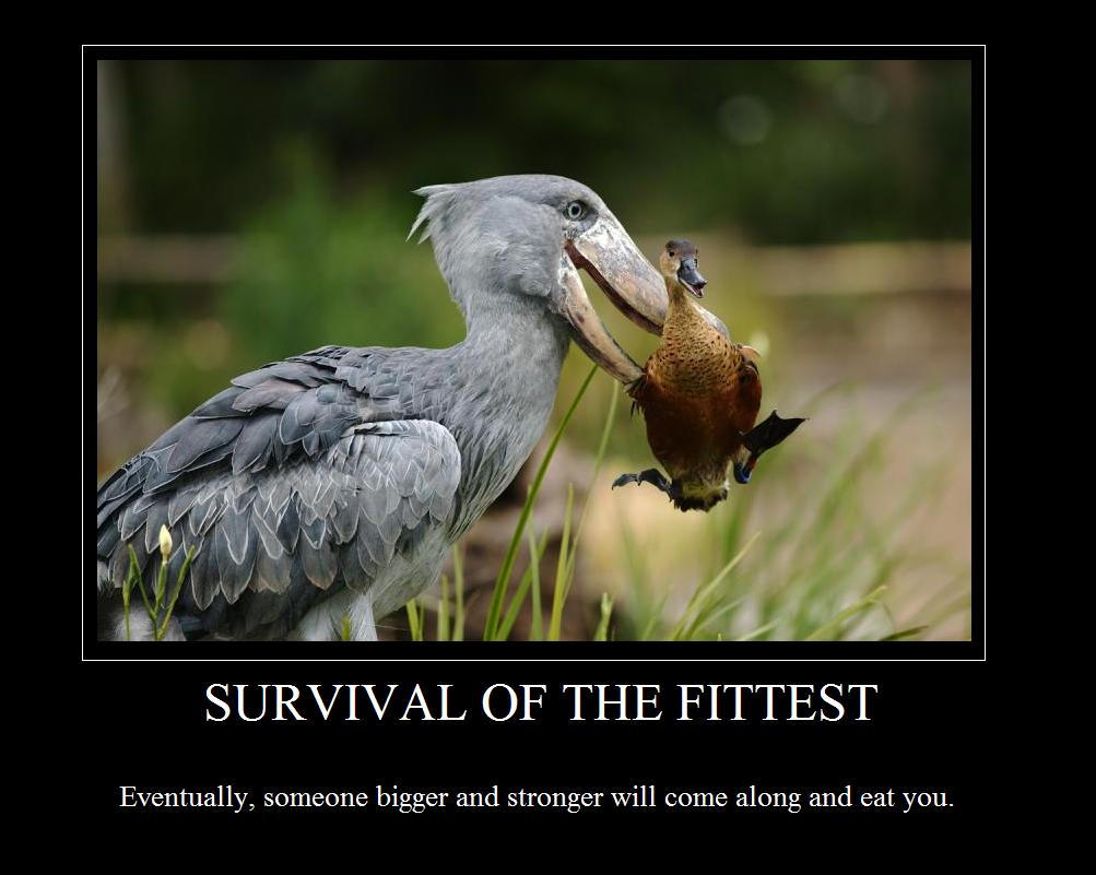 Survival.JPG
