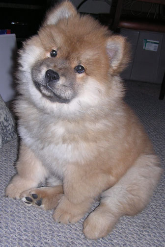 chowchow.jpg