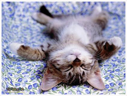 kitty.jpg