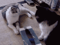 KleenexBox.gif