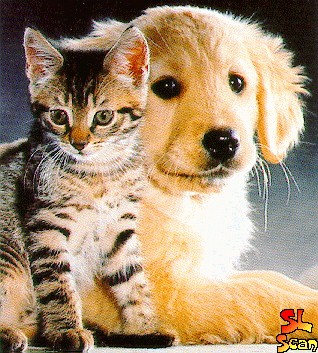 cat-and-dog1.jpg
