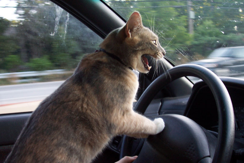 angrydrivercat8uy6at.jpg