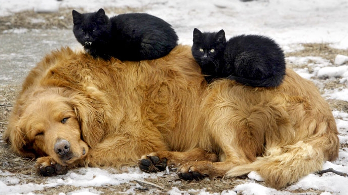 dogcats.jpg