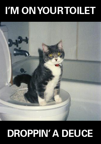 649_poopcat.jpg