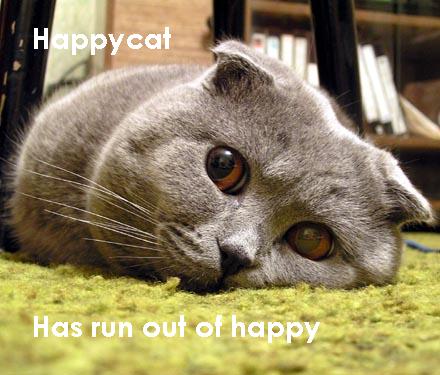937_happycat.jpg
