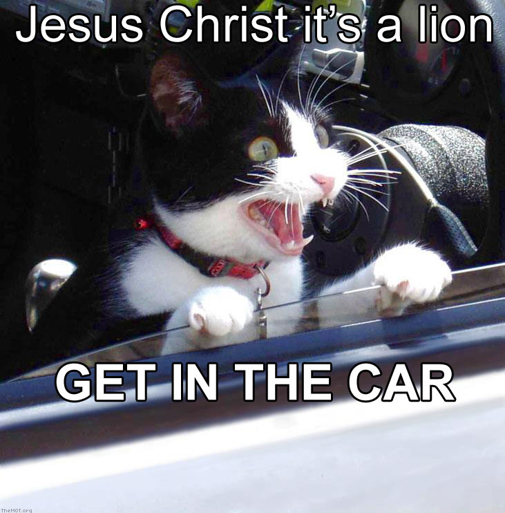 cat-getinthecar.jpg