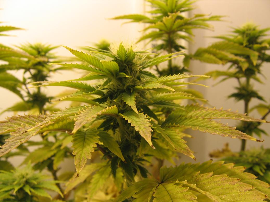 grow1214.7.JPG