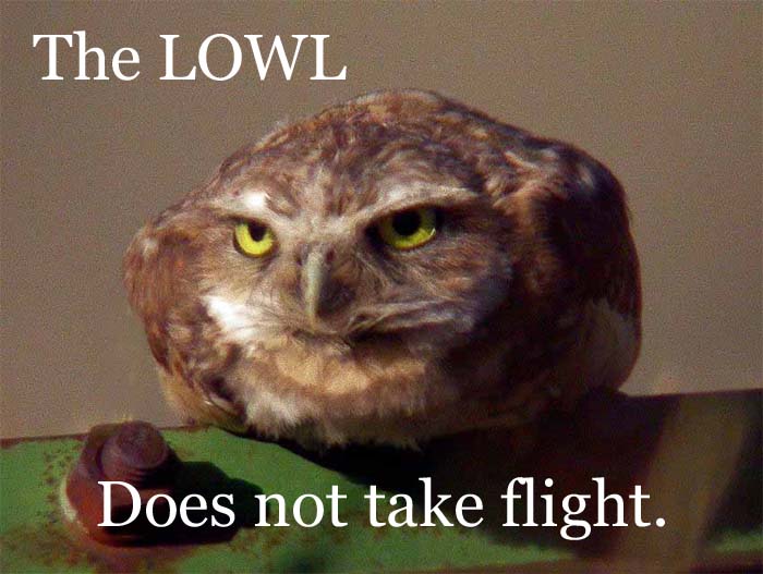 lowl.jpg