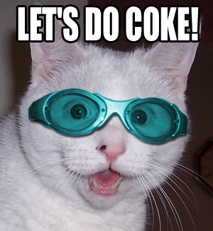 431_160_cat-docoke.jpg