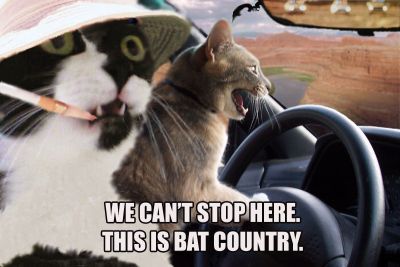 bat-country.jpg