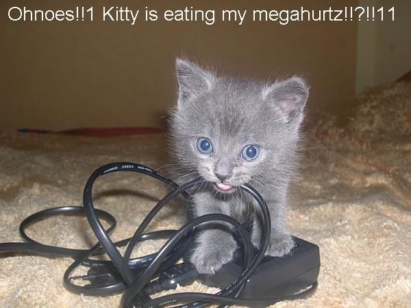 754_cat-megahurtz.jpg