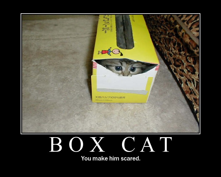 boxcat.jpg