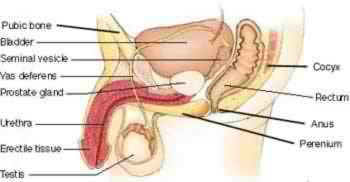 anatomy05.jpg