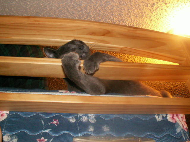 bear.JPG