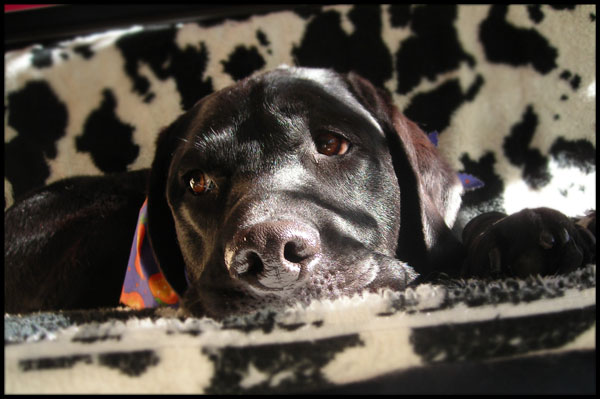 040_shadow1.jpg