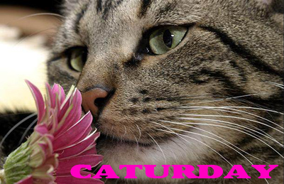 cat-flower copy.jpg