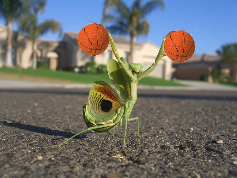 495_prayingmantis.jpg