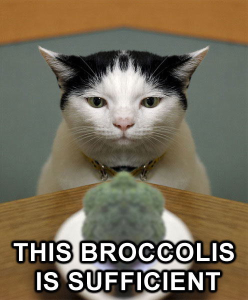 914_broccolicat.jpg