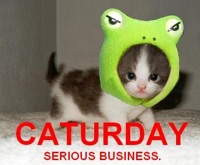 Fun_Cat_Caturday1.jpg