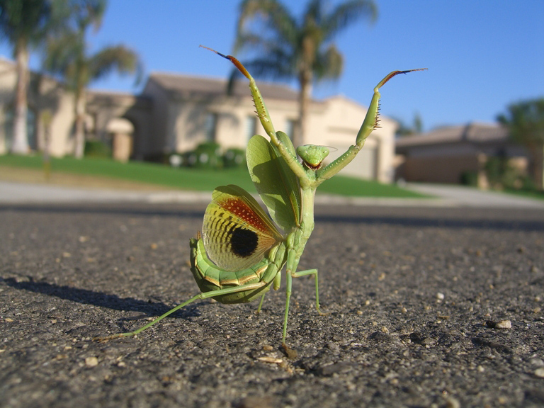 prayingmantis.jpg