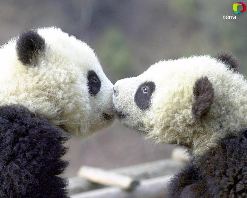 baby-pandas.1024.jpg