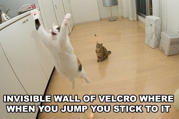 jumpcat.jpg