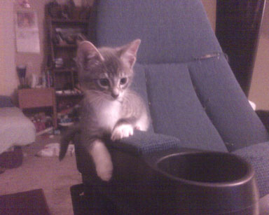newcat.jpg