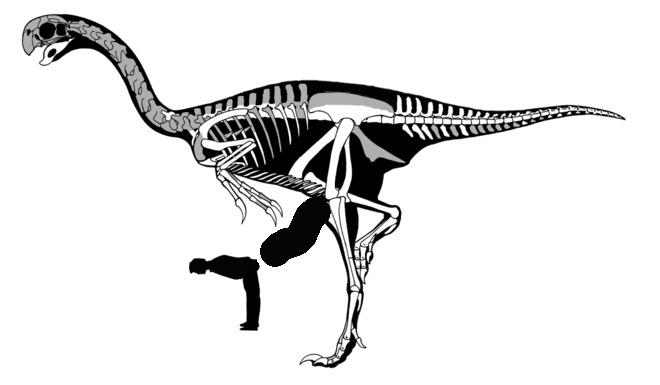 700_dinosaur_skeleton_2.jpg