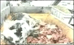 CowBlender.gif