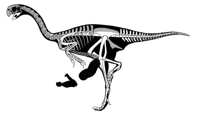 dinosaur_skeleton_3.JPG