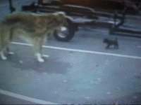 doggeh.gif